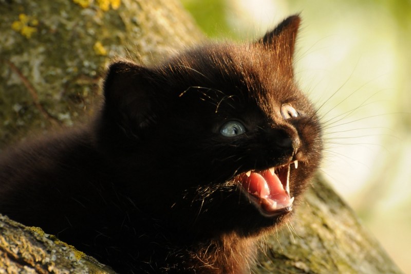 Кот который орет Хренова