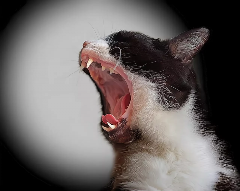 Орущий котик