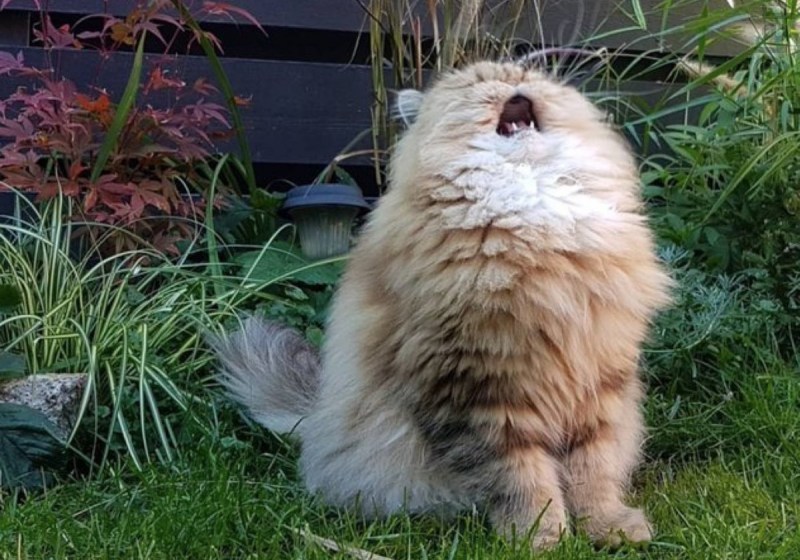 Кричащий пушистый кот