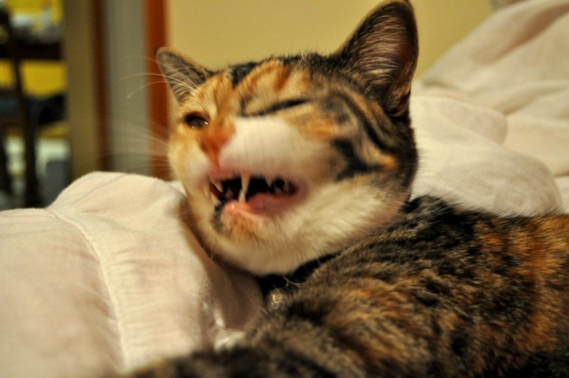 Злая морда кота