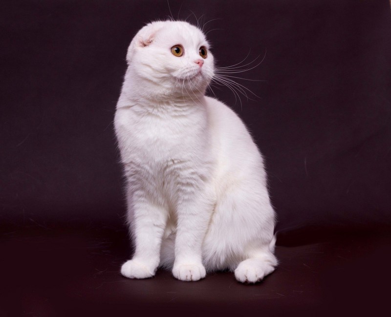 Шотландская вислоухая кошка
