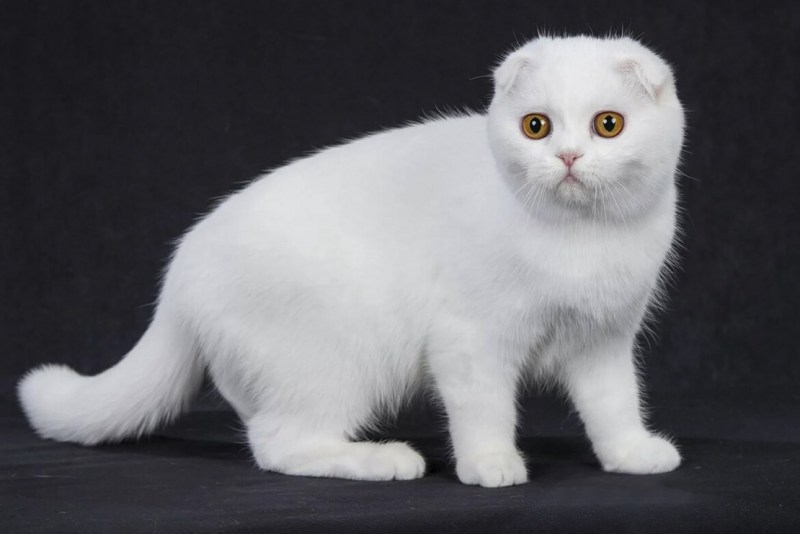 Шотландская вислоухая кошка белая