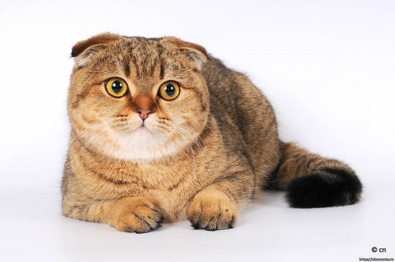 Шотландская кошка страйт