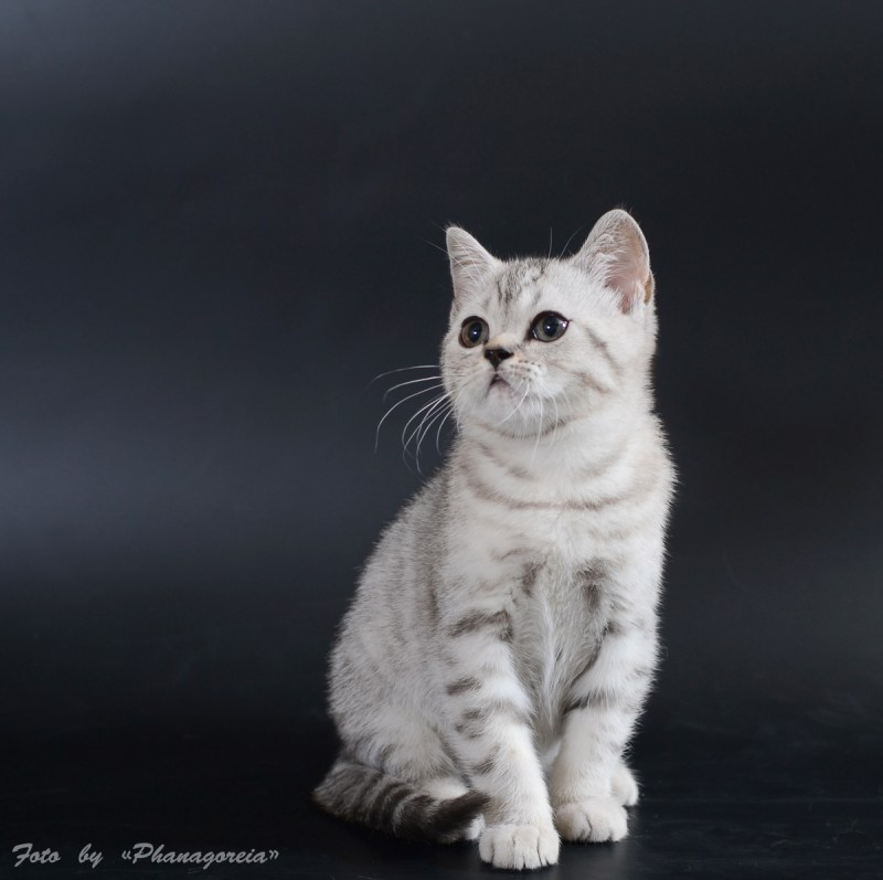 Британская кошка короткошерстная, скот ш
