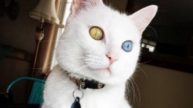 Коты породы као мани