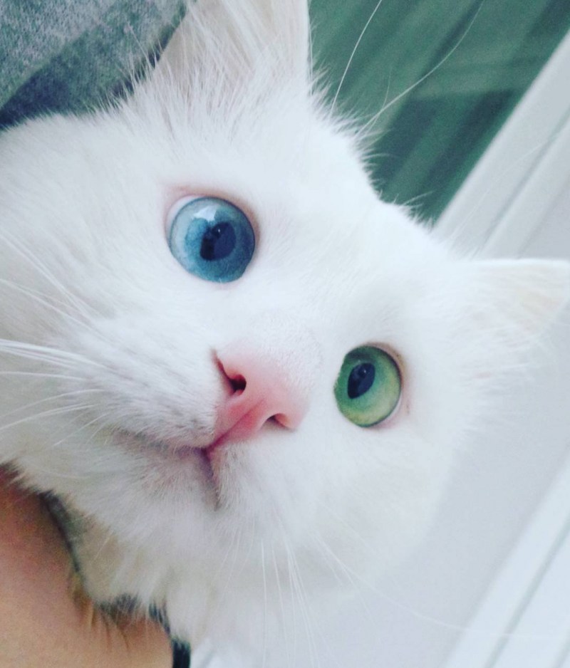 Кот с разными глазами