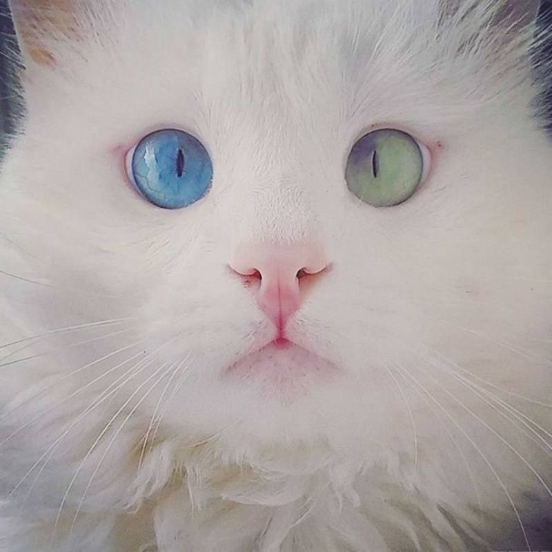 Гетерохромия у кошек