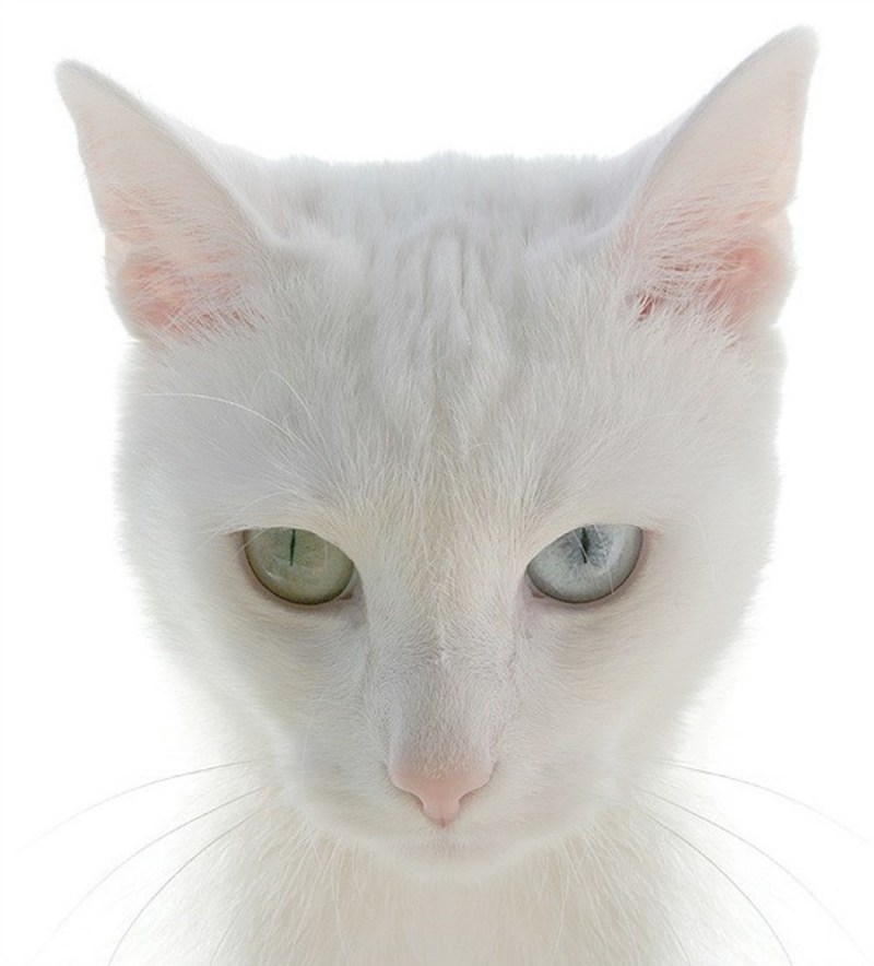 Лицо белого кота