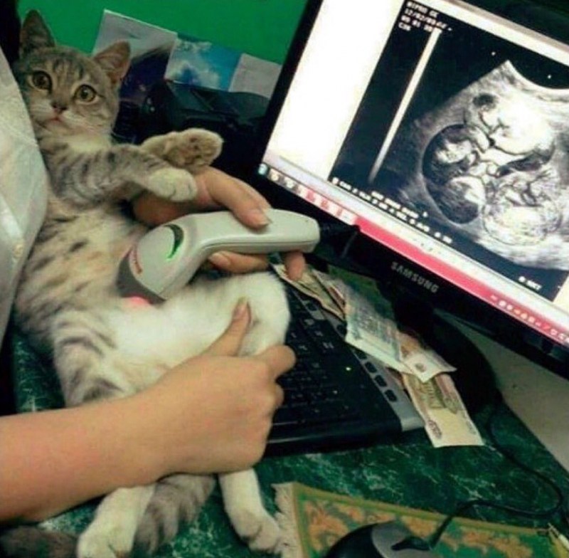 Беременные кошки