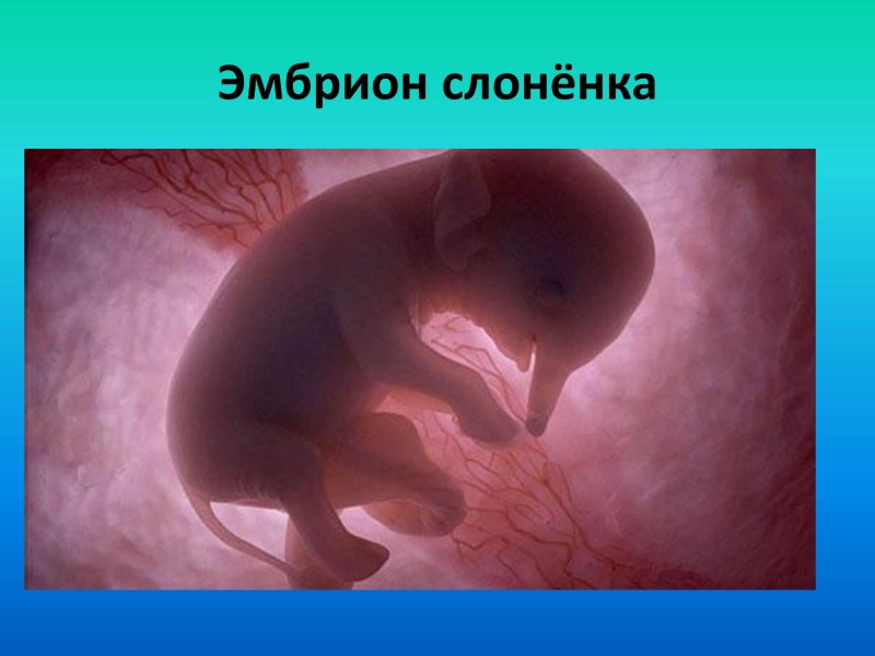 Массаж животика котенку