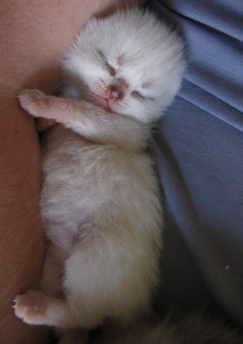Беременные котики
