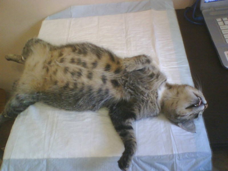 Кошка мастика