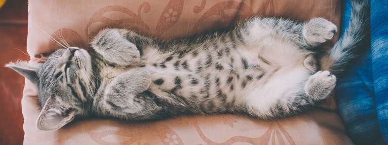Опухоль на животике у котенка