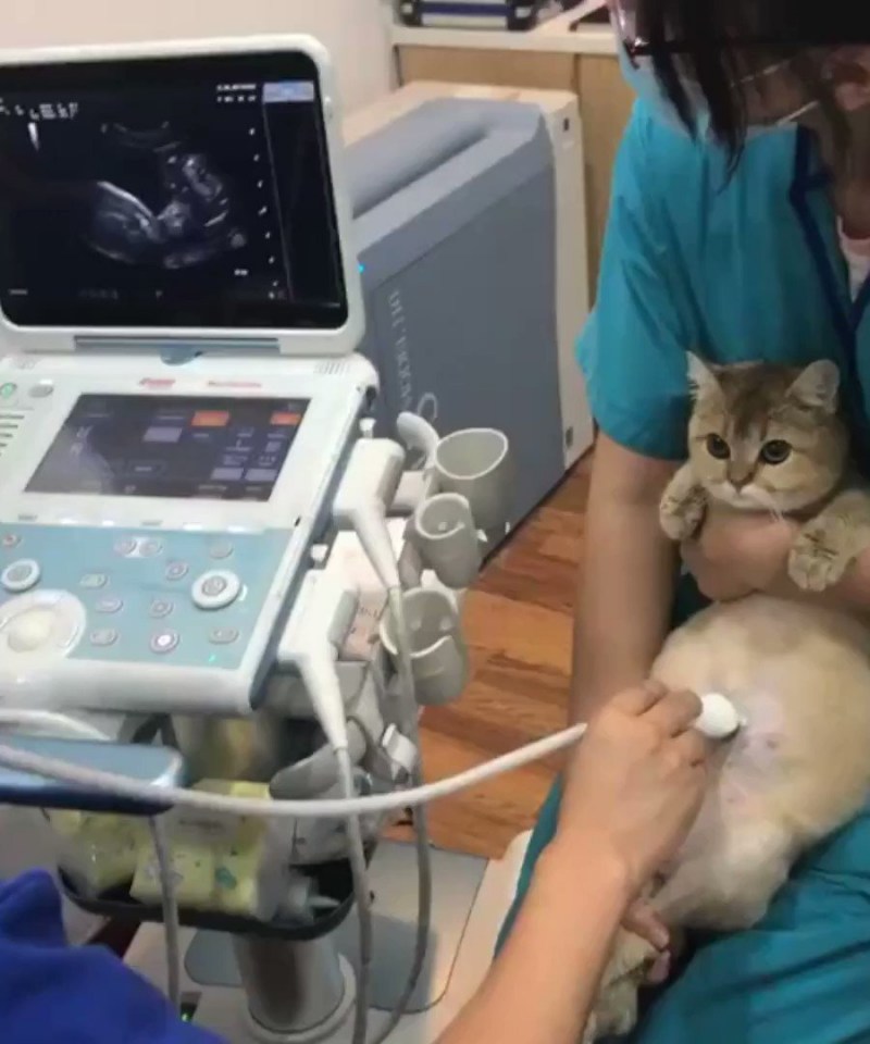 Британская кошка родила котят