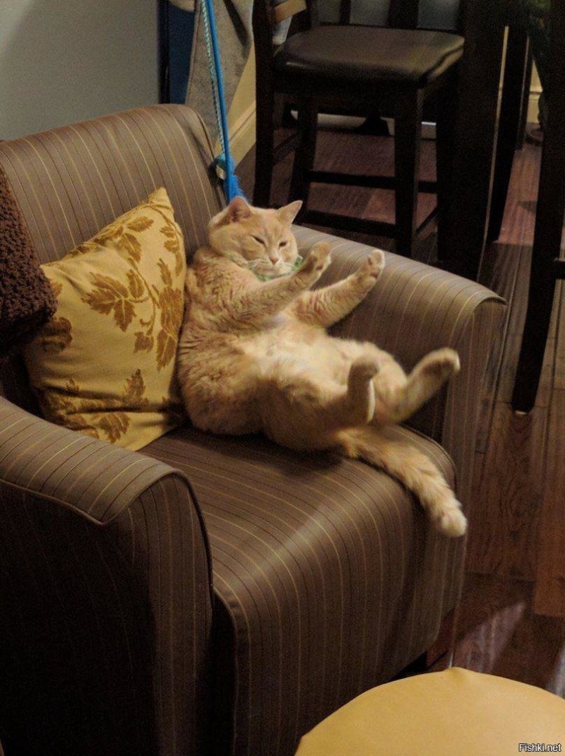 Кот на диване