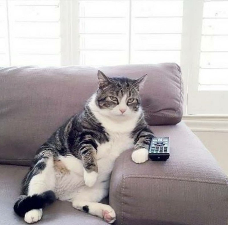 Котик на диване