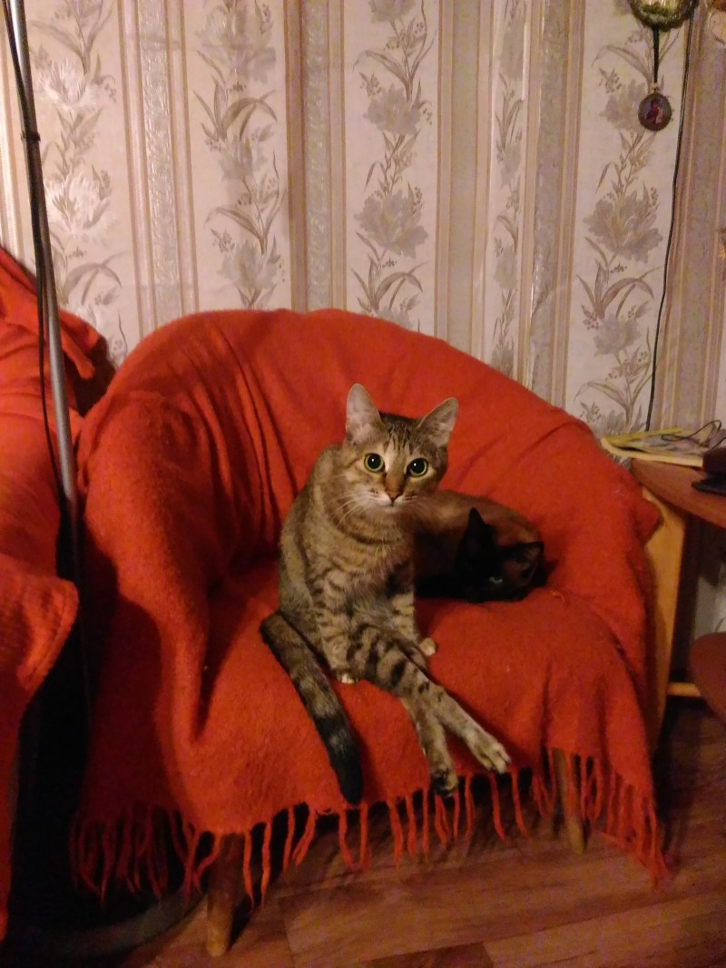 Комната с котиками