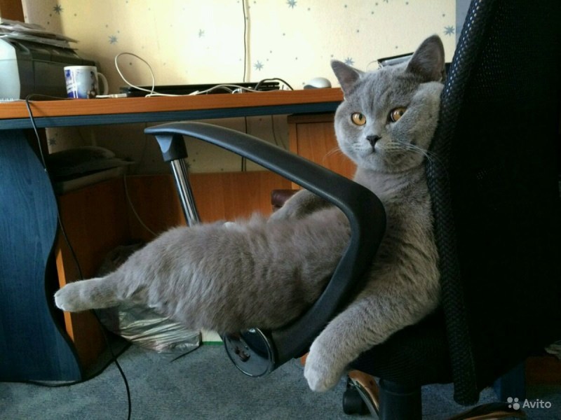 Кот на офисном кресле