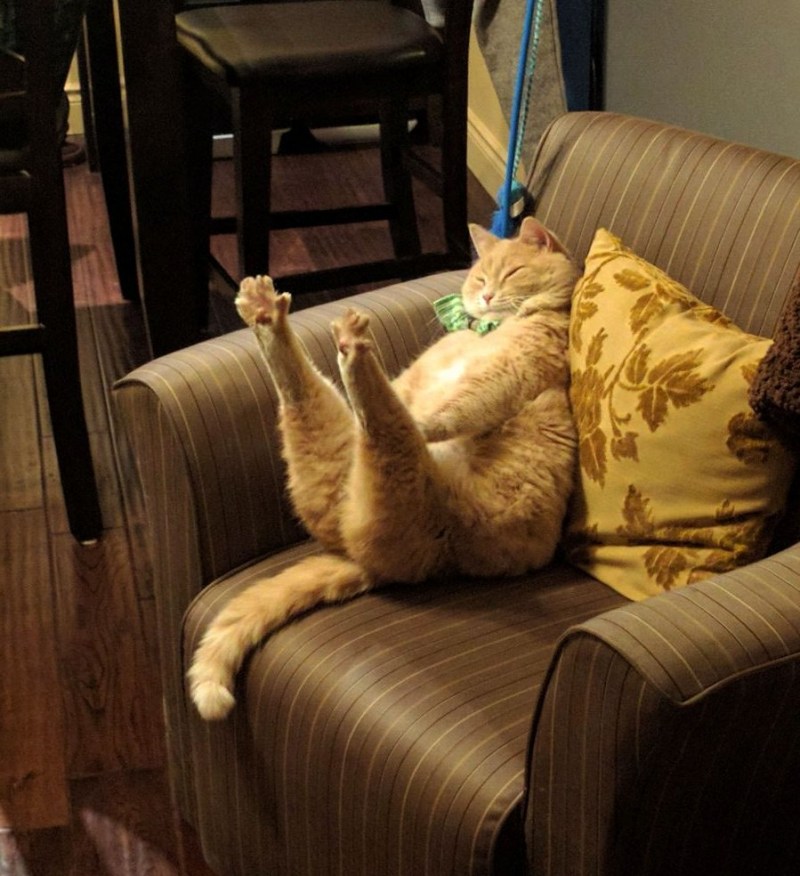 Ленивый кот