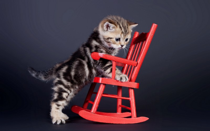 Котята на рабочий стол