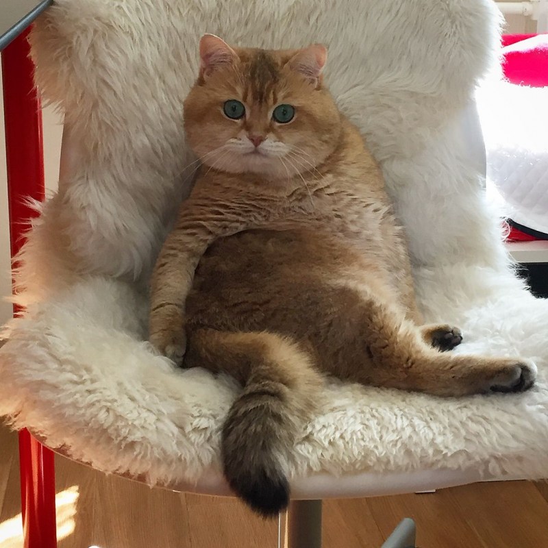 Кот сидит на хвосте