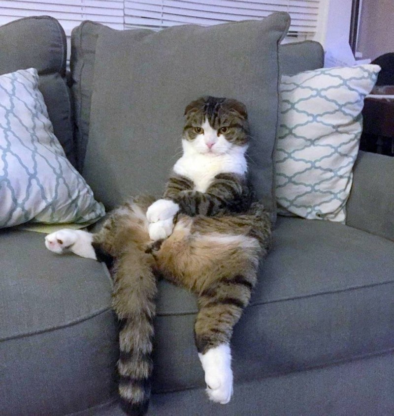 Коты на диване