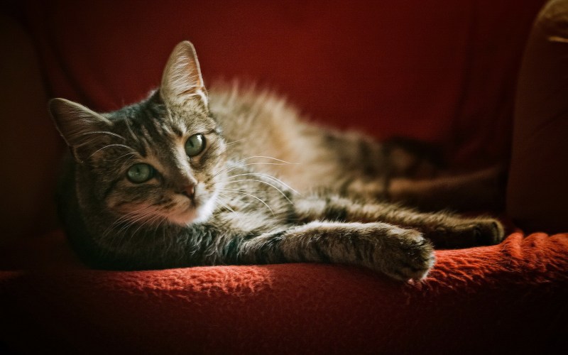 Котенок на диване