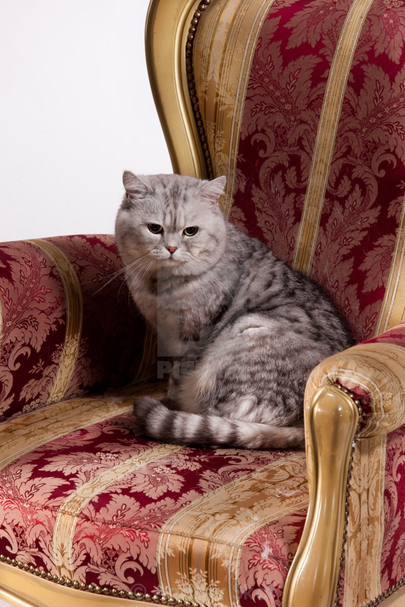 Котик сидит на кресле