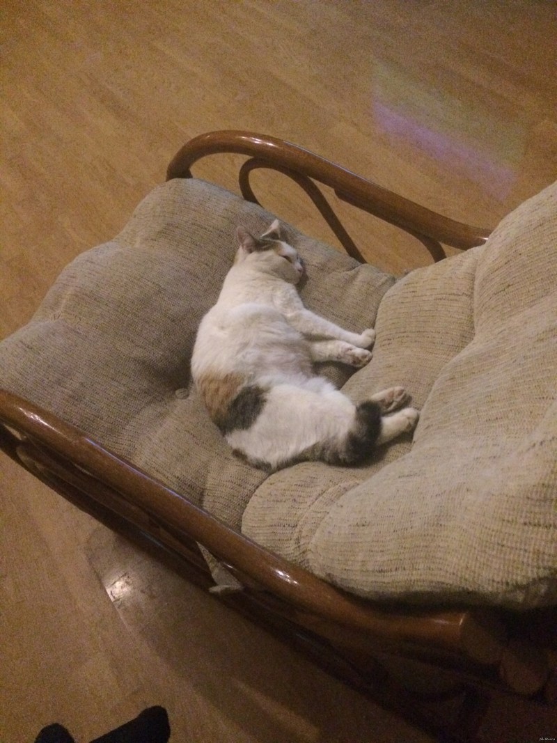 Котик на кресле
