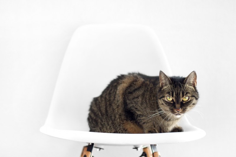 Котик на стуле
