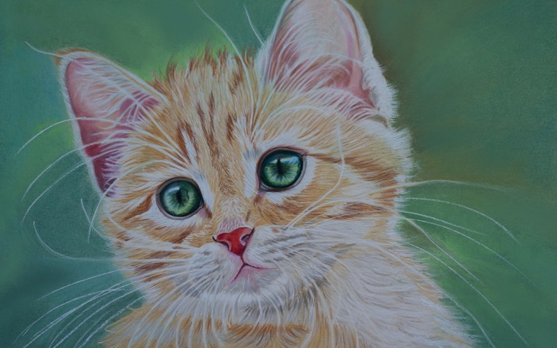 Нарисовать котика