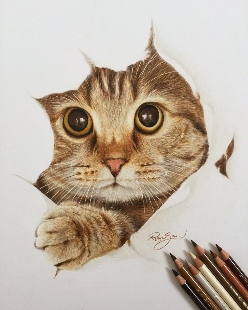 Котики цветными карандашами