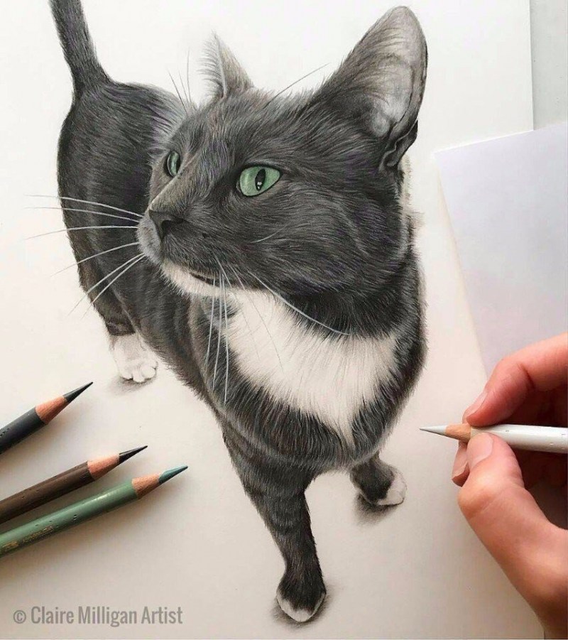 Кошка фломастерами