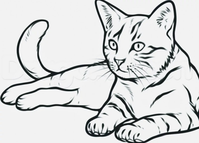 Кошка рисунок