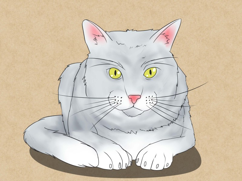 Срисовать котов