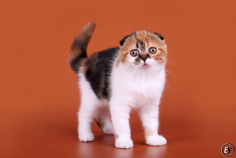 Шотландский скоттиш фолд черепаховая