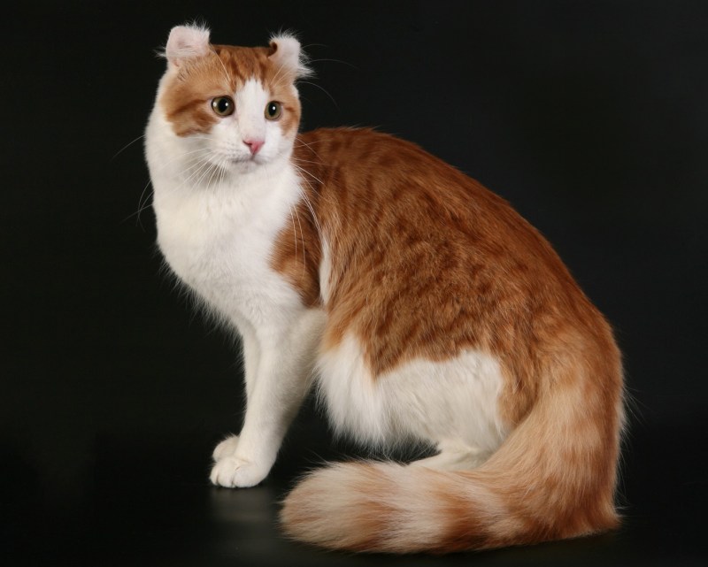 Норвежская Лесная кошка черная