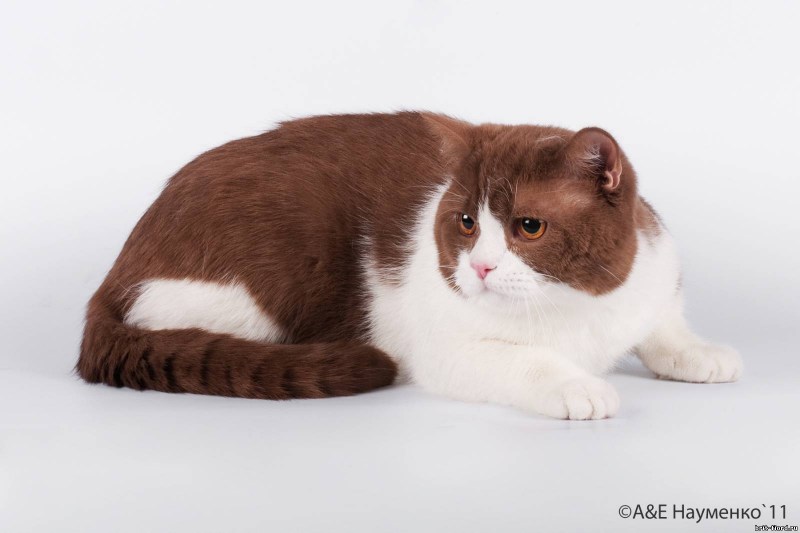 Котята помесь Бритиш биколор