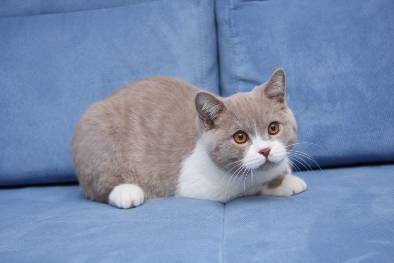 Эгейская кошка