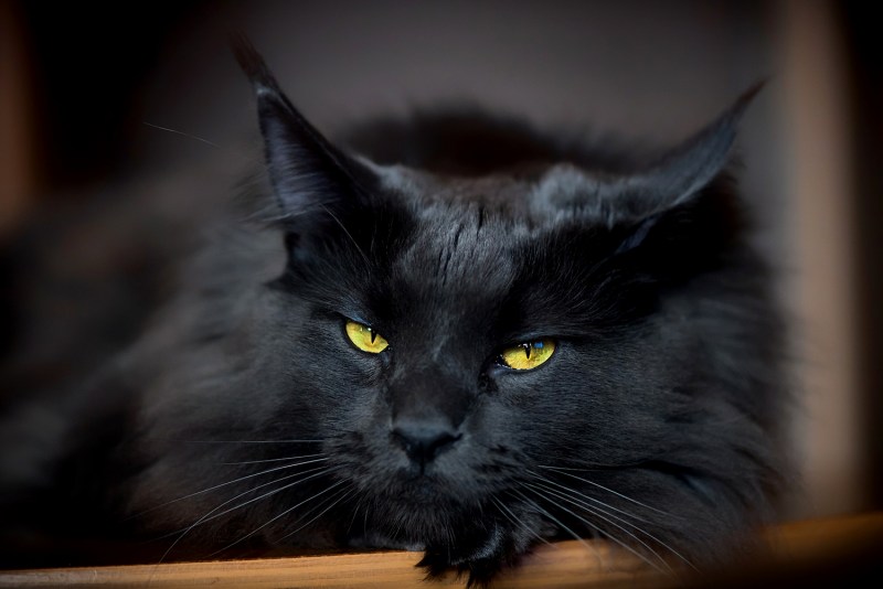 Кот Мейн кун черный
