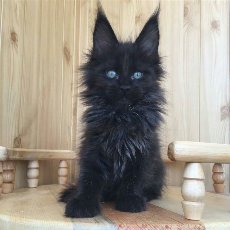 Кот Мейн кун черный мрамор