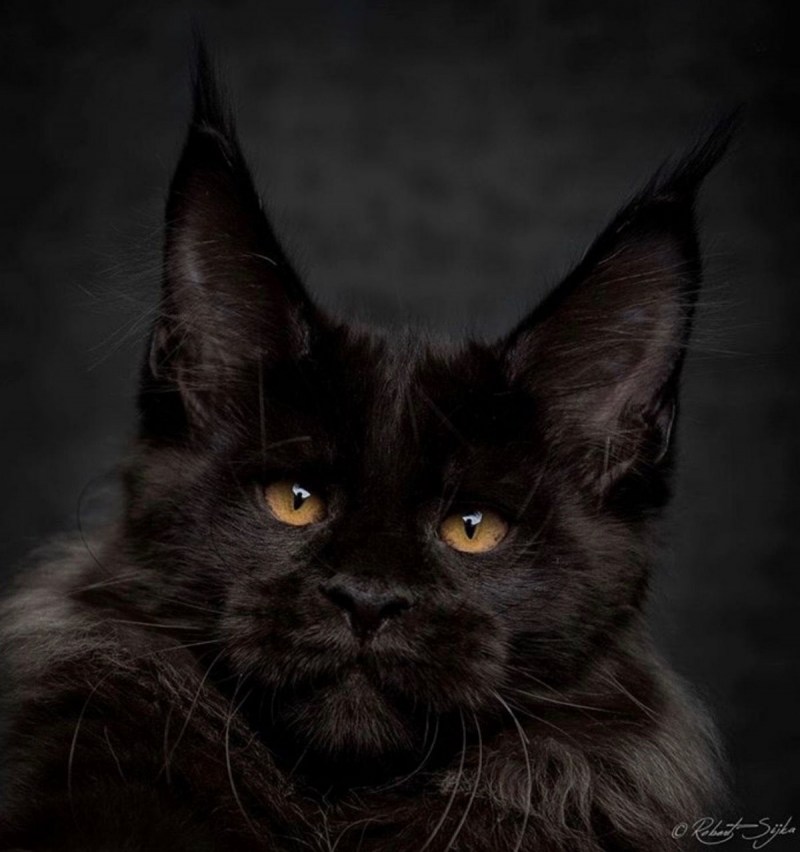 Черная кошка Мейн кун