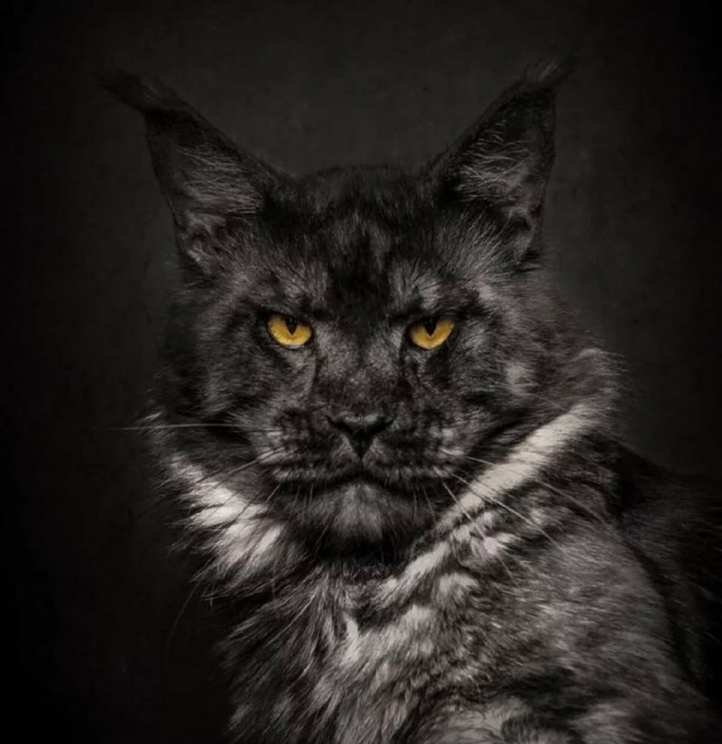 Кот Мейн кун черный