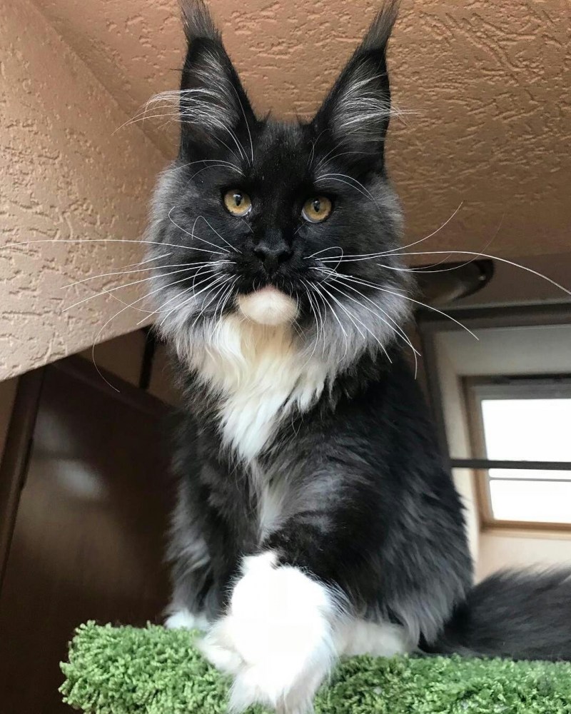 Мейн кун котенок черный