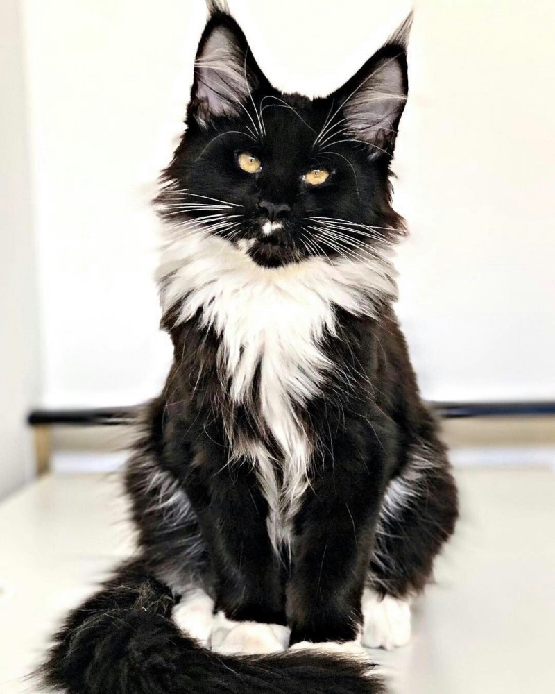 Кот Мейн кун черный