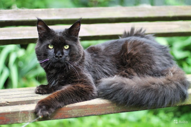 Сара Maine Coon