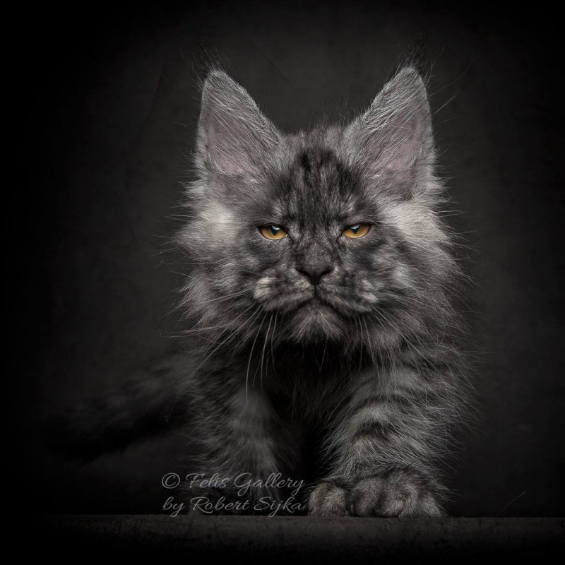 Котята Мейн куна черные