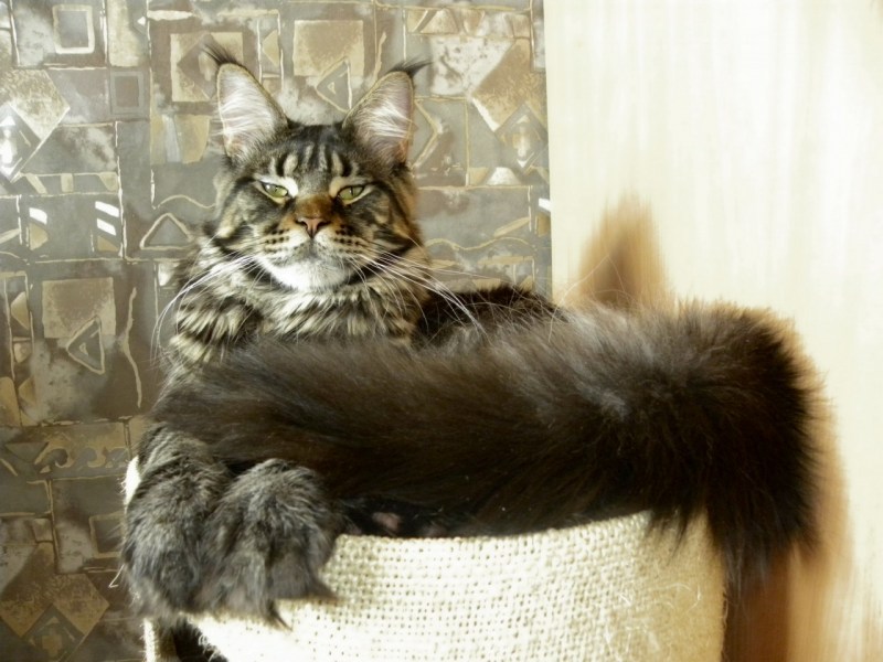 КУОР кот