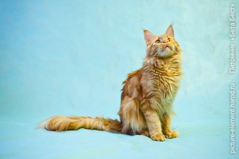 Ричард Львиное сердце кот Мейн кун