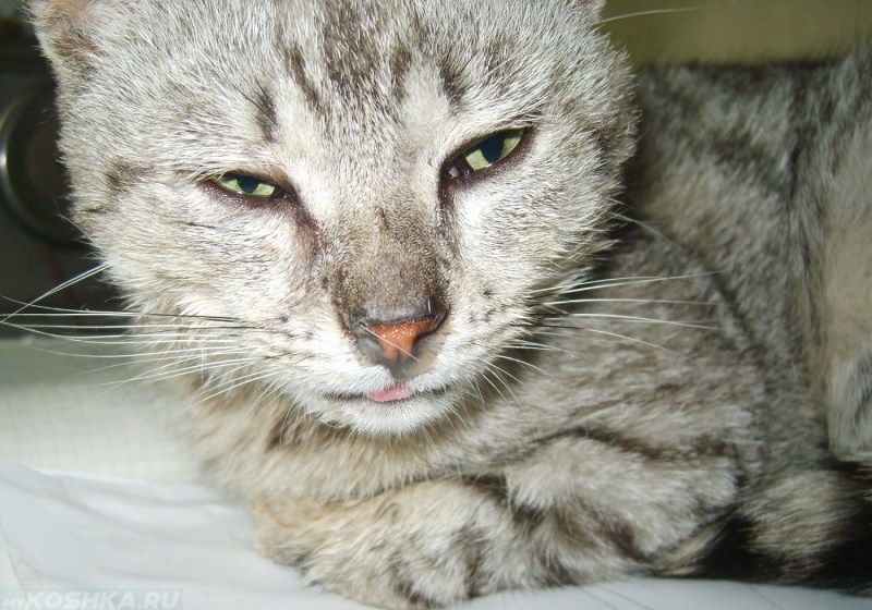 Коты нос